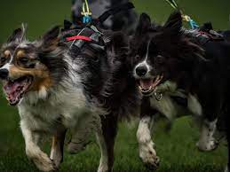 Crazy Dogs-logo